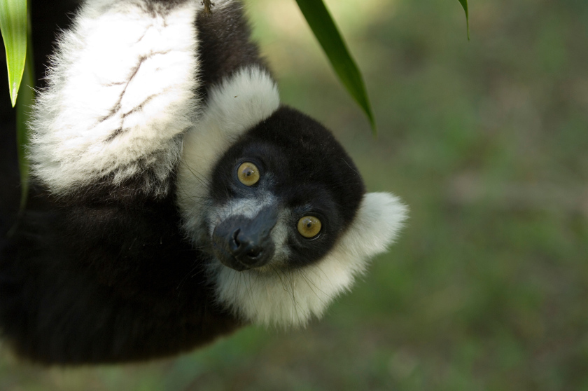 27 Pairs Of Staring Cute Lemurs Eyes