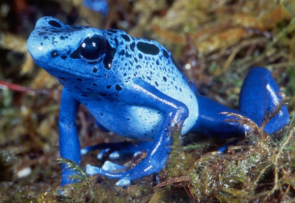 Most Poisonous Frogs In The World • Alter Minds