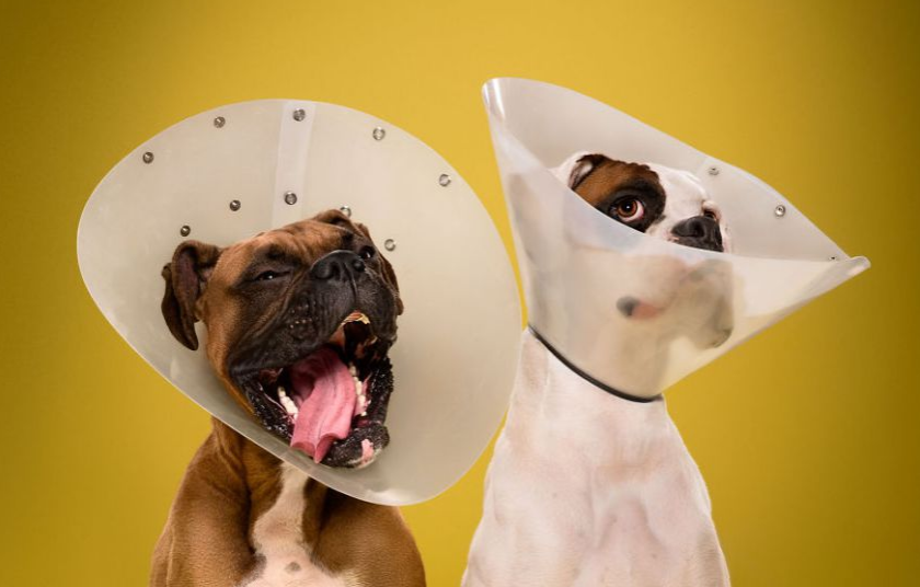 Dogs Wearing Cones Of Shame • Alter Minds