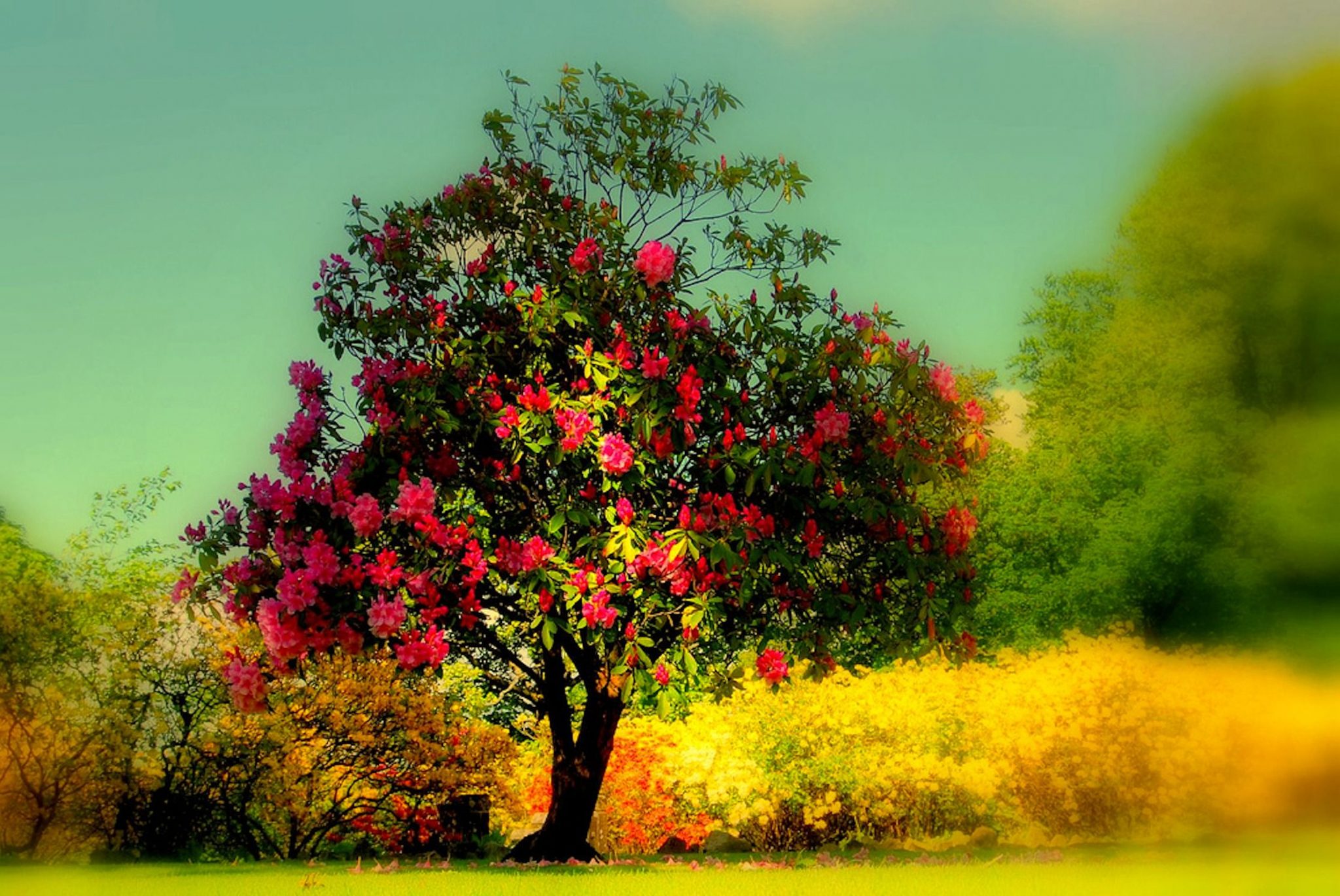 50 of The Most Beautiful Trees In The World