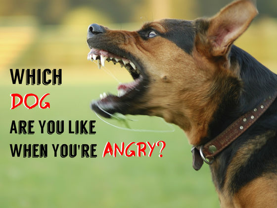 Which Dog Are You Like When You’re Angry?