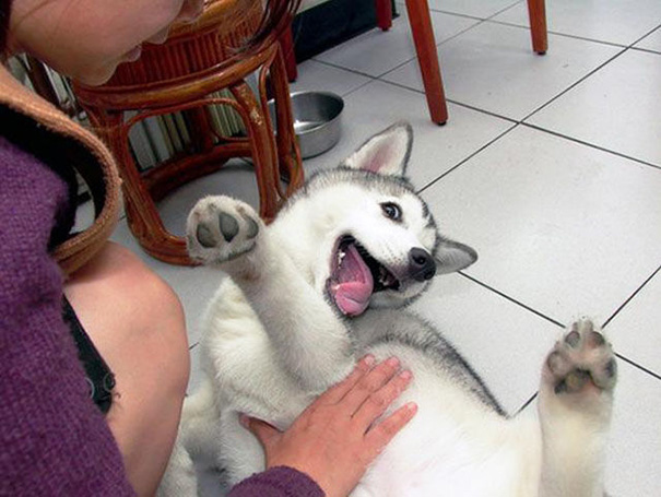 20+ Animal Bellies That Need To Be Rubbed Right Now