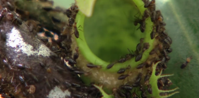 This Deadly Plant Attracts And Feasts On More Than 6,000 Insects An Hour