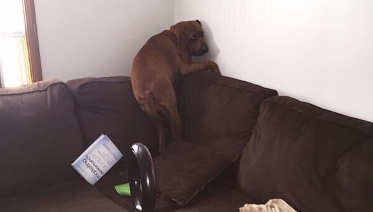 16 Dogs Terrified Of Completely Normal Things