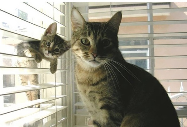 10 Adorable Pets With Their Tiny Doubles