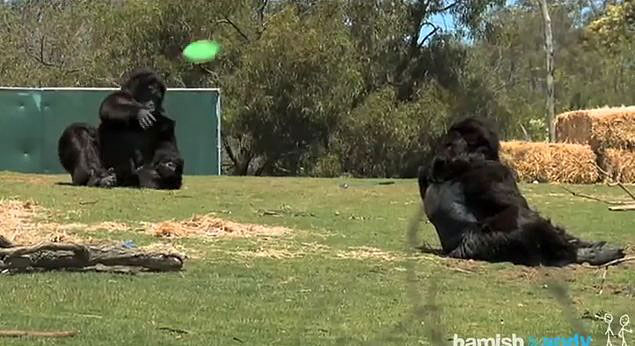 These Two Comedians Put On Gorilla Suits And Went Into A Zoo…The Result Is Hilarious