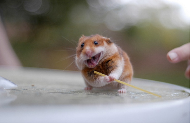 Photos Of Animals Eating That’ll Make You Smile