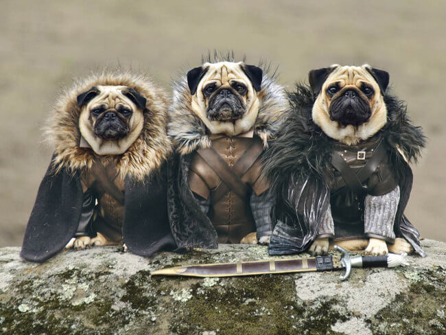 10 Cosplaying Pets That Are Better Than Their Humans