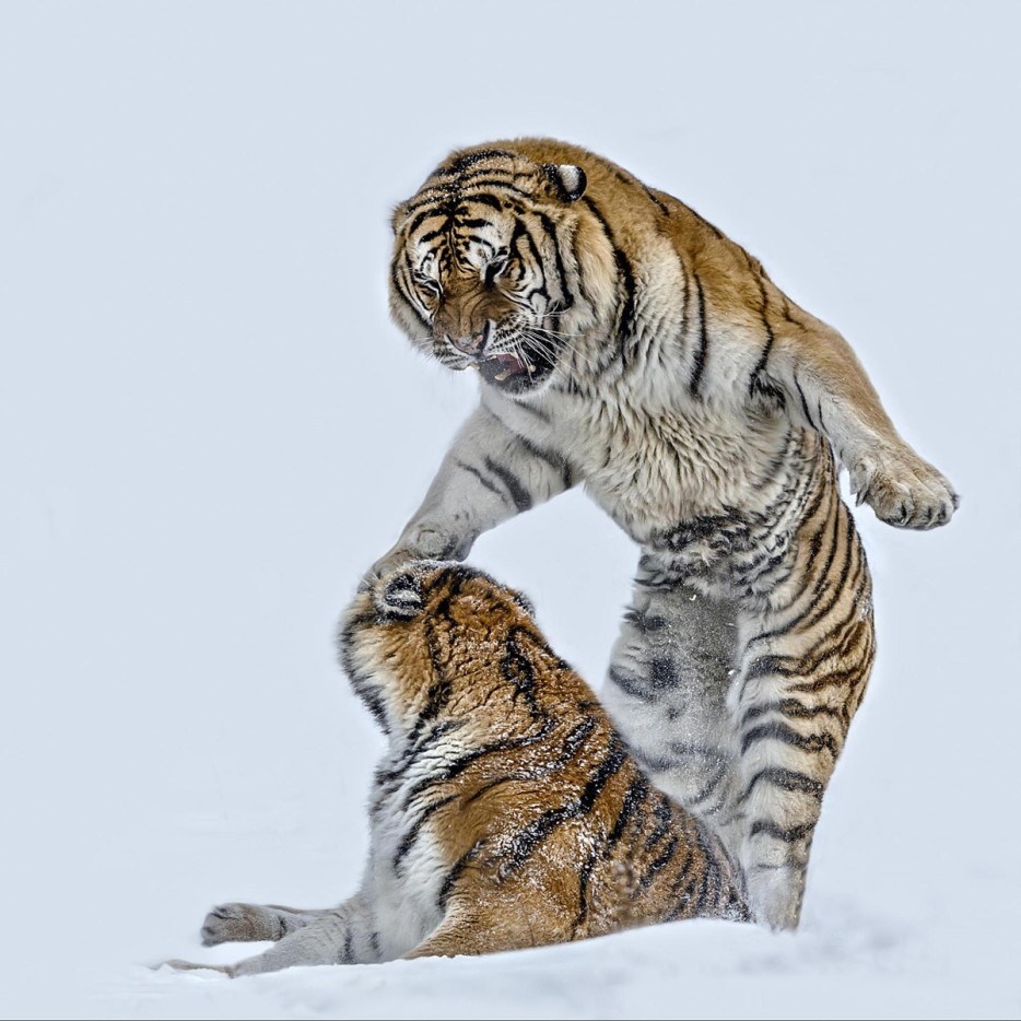 Two Siberian Tigers Fighting on Snow,
