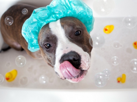Funny Dogs Just Dont Want To Bath