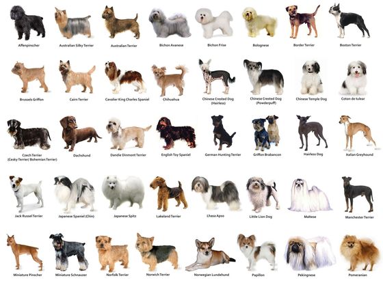 Quiz: What Dog Breed Are You?