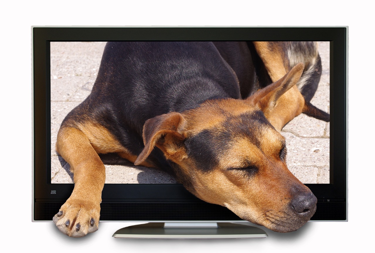 What Dogs See When They Watch Television