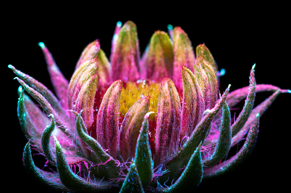 Pictures of Glowing Flowers Under UV Light