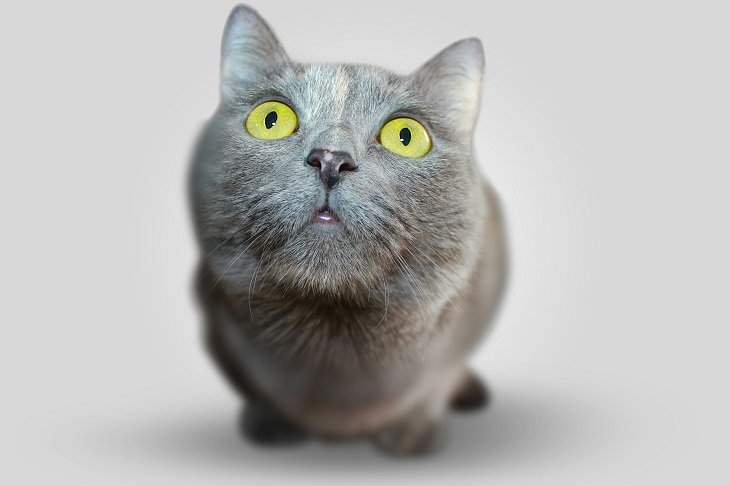 Amazing Cat Facts – Everything You Need To Know About Cats